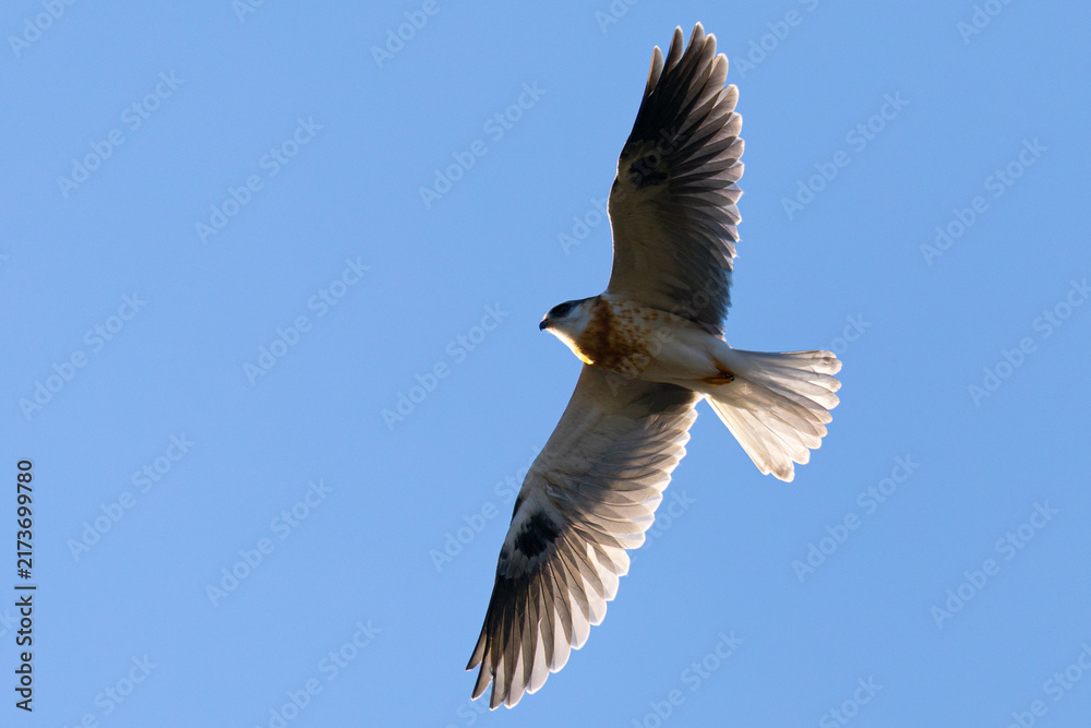 Obraz premium Close view of a juvenile white-tailed kite flying, seen in the wild in North California 