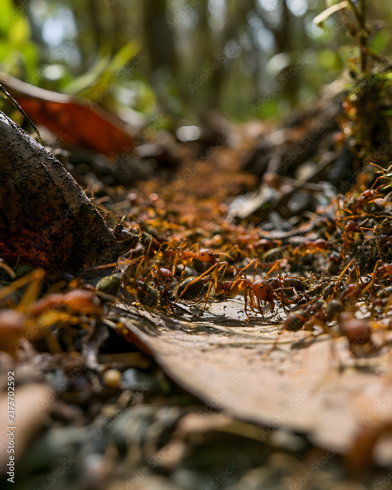 Obraz premium Swarm of Army Ants Crosses a Jungle Pathway Covered with Leaves and Twigs