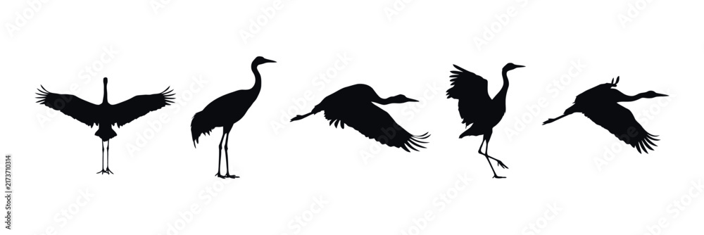 Naklejka premium Five crane silhouettes depict various stages of flight and posture