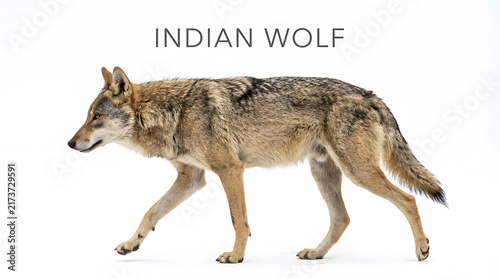 An Indian wolf walks confidently across the frame, showcasing its distinctive features