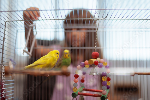 Bild auf Leinwand Little Girl Watching Her Domestic Yellow Budgie Parrots Inside Cage