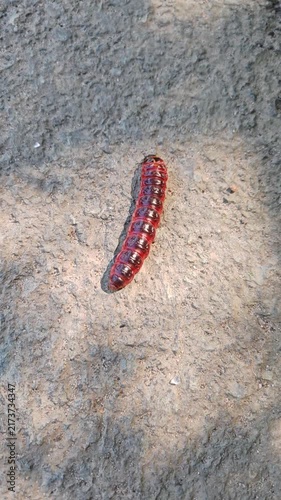 Red millipede crawling in sunlight on textured gray stone