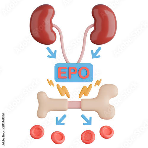 3D rendering of erythropoietin EPO hormone stimulation from kidneys to bone marrow for red blood cell production.