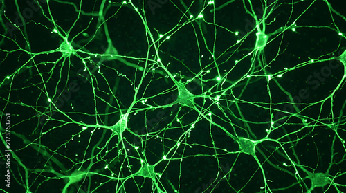Fluorescent neurons glowing under microscope
