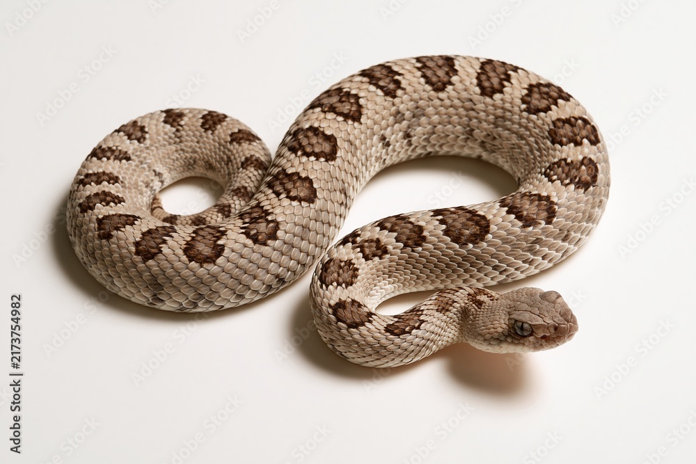 Obraz premium Coiled rattlesnake with patterned scales on white background