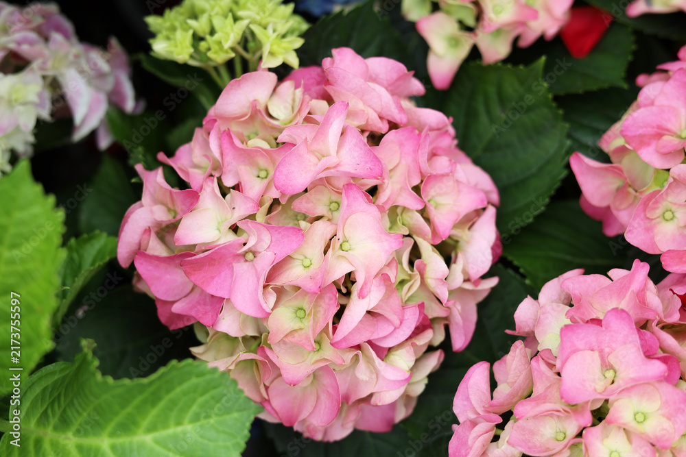 Fototapeta premium Hydrangea flower blooming beautifully amidst fresh green leaves.