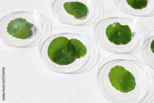 Obraz w ramie Centella asiatica leaves inside lab petri dishes on white background.