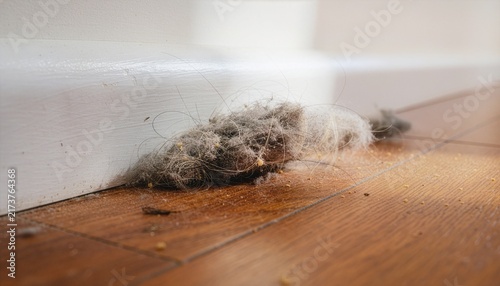 Close-up of dust and pet hair accumulated in the corner of a residential room, tangled strands of dog and cat fur mixed with gray dust.