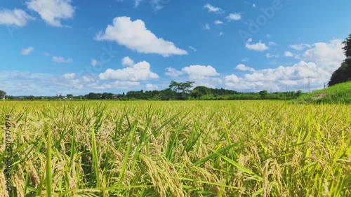 米　稲作　稲　田んぼ