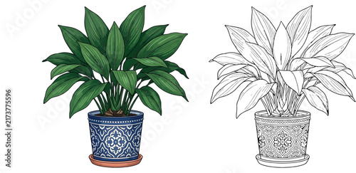Potted Cast Iron Plant in Decorative Pot coloring page