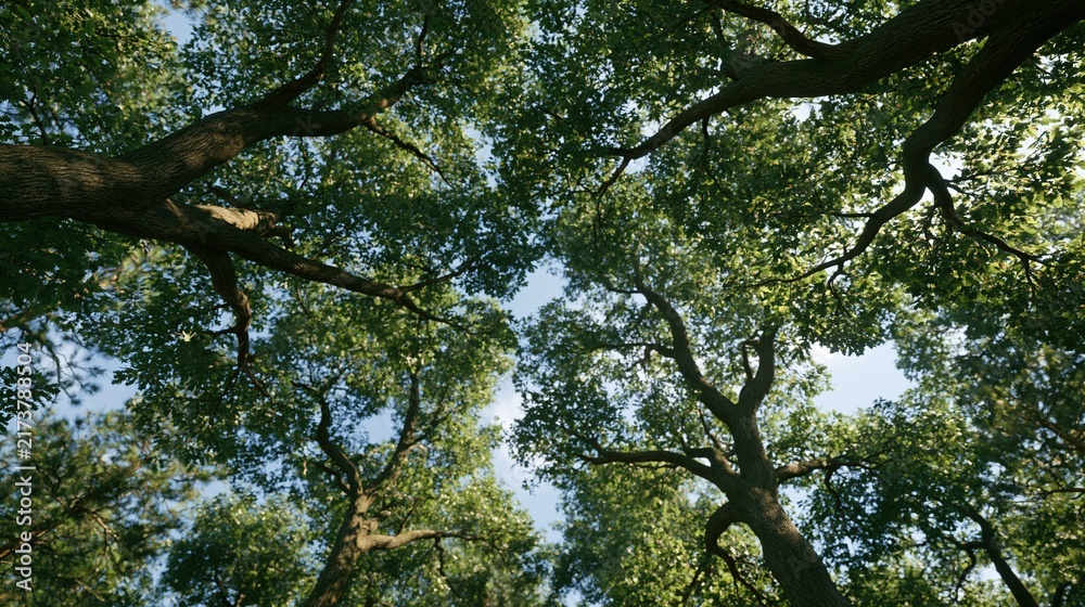 Obraz premium Looking up at tall green trees against blue