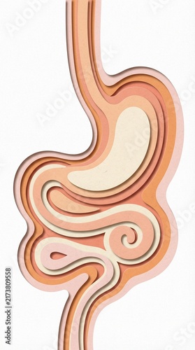 Stylized Representation of Digestive System Anatomy and Structure