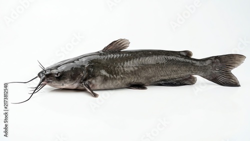 Fresh whole catfish lying on white background