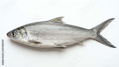 Fresh raw milkfish isolated on white background
