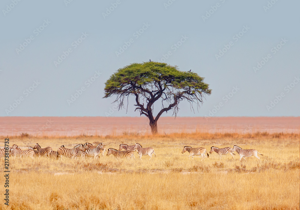Naklejka premium Herd of zebras in yellow grass an african acacia tree in the background - Etosha park, Namibia 