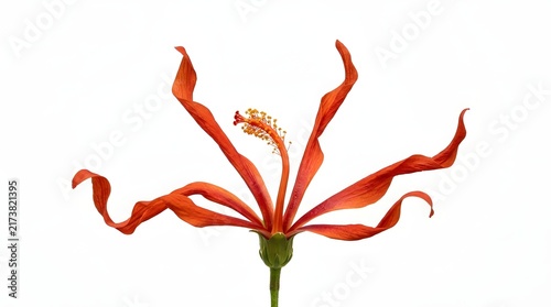 Red trumpet flower with curved petals and green stem on white background