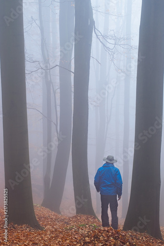A lonely man walks through a beech autumn forest between tall trunks and fallen leaves