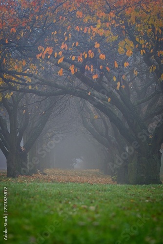 Autumn alley of trees in the fog with orange colored leaves and green grass