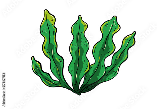 algae digital drawing illustration isolated