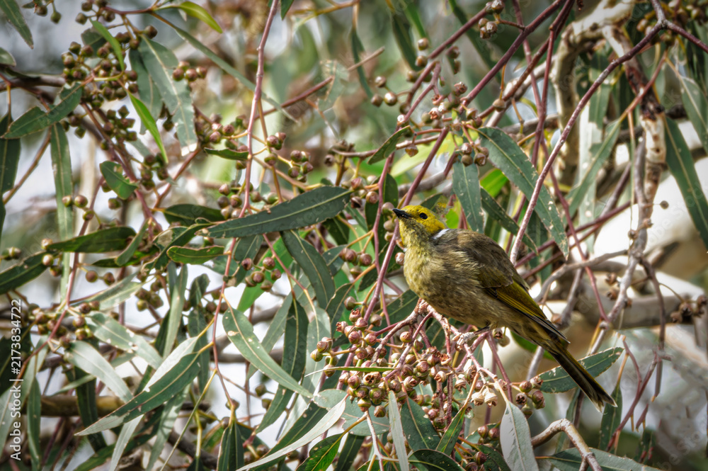 Naklejka premium Yellow Plumed Honeyeater (Ptilotula Ornata)