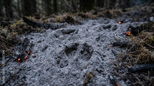 Fototapeta kuchenna Animal tracks imprinted in ash and embers from a forest fire.