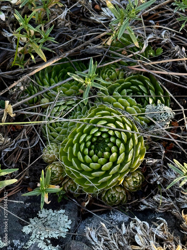Cuadro en lienzo Wild succulents growing on rocks, top view. Mountain vegetation
