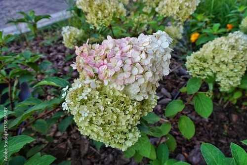 Фотография Transitioning panicle hydrangea flower (Hydrangea paniculata) shifting from whit