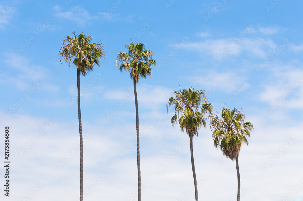 Fototapeta premium Palm trees
