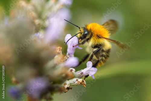 Bumblebee Collecting Pollen on a Flower