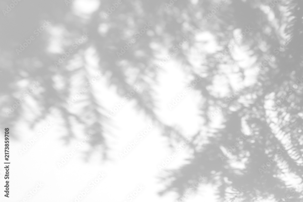 Obraz premium Real soft palm leaf shadow cut out on a transparent png background with diffused organic edges. Suits a serene wellness mockup as a transparent png overlay with room for product.