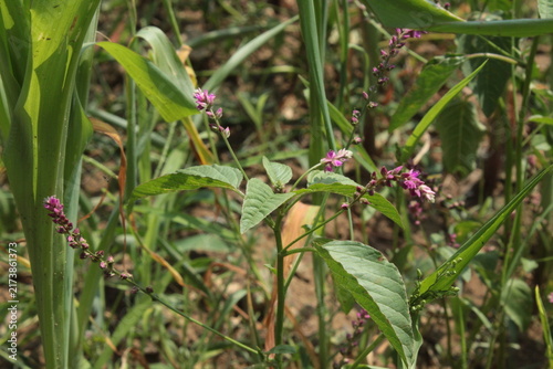 False amaranth (Digera muricata) pink flowers and seeds 