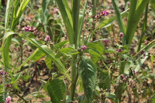 False amaranth (Digera muricata) pink flowers and seeds 