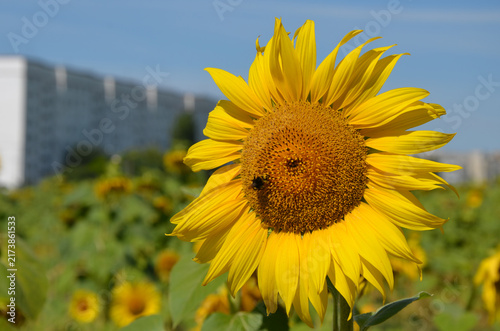 Urban sunflower