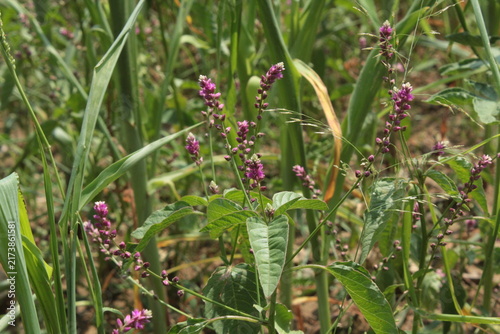 False amaranth (Digera muricata) pink flowers and seeds 