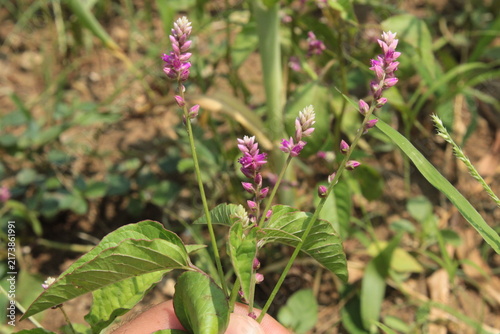 False amaranth (Digera muricata) pink flowers and seeds 
