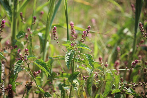 False amaranth (Digera muricata) pink flowers and seeds 