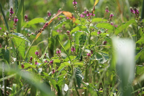 False amaranth (Digera muricata) pink flowers and seeds 