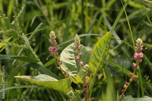 False amaranth (Digera muricata) pink flowers and seeds 