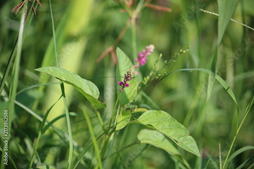 False amaranth (Digera muricata) pink flowers and seeds 