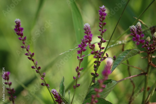 False amaranth (Digera muricata) pink flowers and seeds 