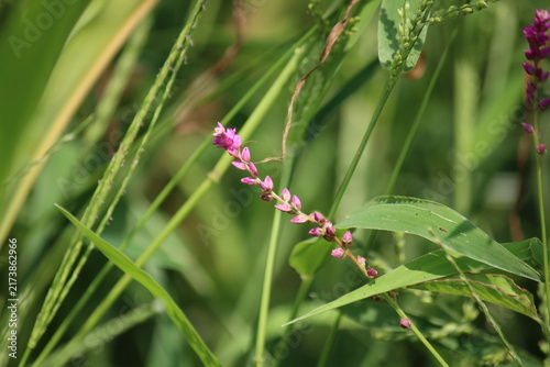 False amaranth (Digera muricata) pink flowers and seeds 