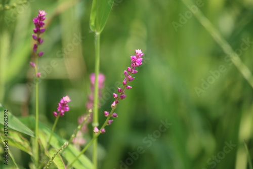 False amaranth (Digera muricata) pink flowers and seeds 