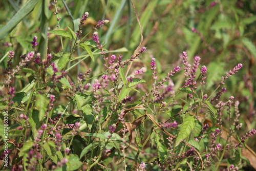 False amaranth (Digera muricata) pink flowers and seeds 