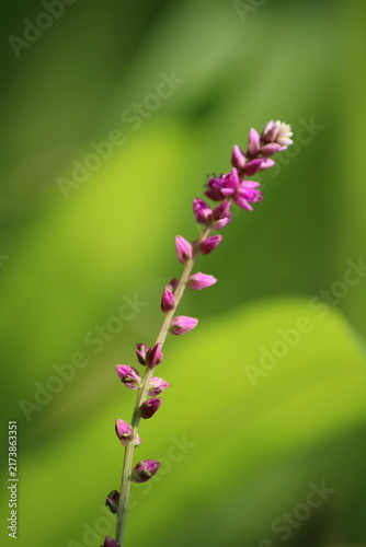 False amaranth (Digera muricata) pink flowers and seeds 