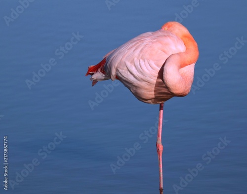 Фотография Flamant rose se reposant sur une patte avec une eau bleue calme en arrière plan