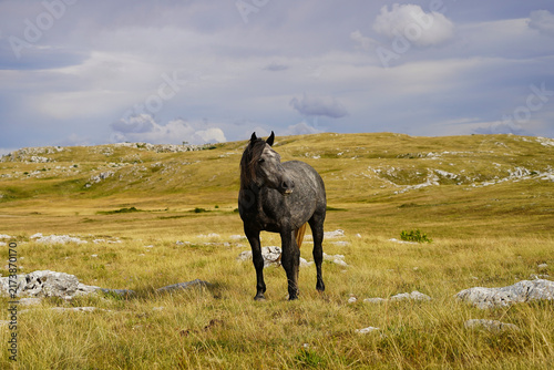 Wild grey horse standing on the karst plateau of Livno, Bosnia and Herzegovina