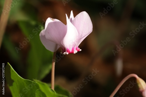 Foto cyclamen