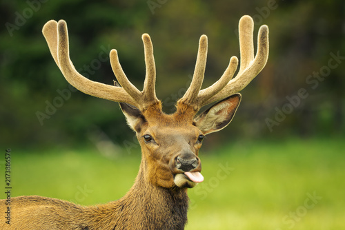 Bild auf Leinwand Deer with tongue sticking out
