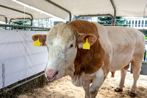 A bull stands in a livestock exhibition stall.