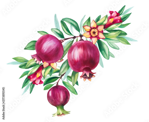 Pomegranate with leaves, flowers and fruits isolated elements. Pomegranate branches, leaves, flowers, fruits and seeds isolated elements. Watercolor pomegranate botanical illustrations
